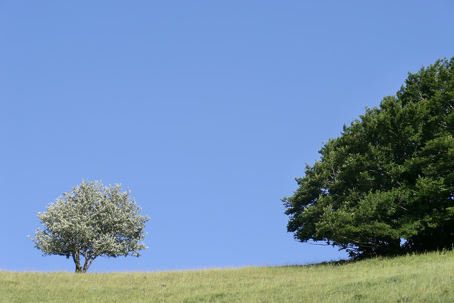 ARBRES GARDIENS ASSISE